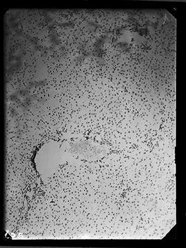Fotomicrografia de fígado de rato aumentada 140 vezes
