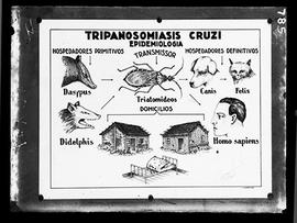 Reprodução de quadro "Tripanosomiasis cruzi" (Fotografia solicitada por Cesar Pinto)