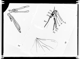 Reprodução de desenho de parte de inseto
