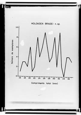 Reprodução de gráfico intitulado "Holoaden bradei n. sp." (Fotografia solicitada por Be...
