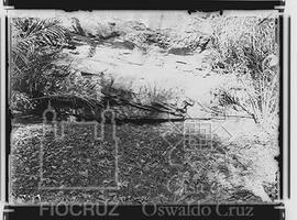 Pedra quebrada habitada e frequentada pelos mocós: ornithodoros