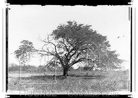 Tamboril - árvore de construção naval
