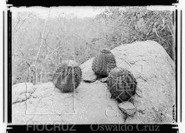 Cabeça de Frade: cactácea rupestre do gênero Echinocactus