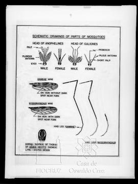 Desenhos esquemáticos de partes de mosquito