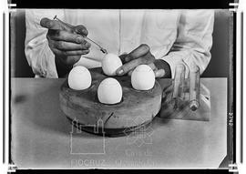 Manual de vacina: inoculando ovos
