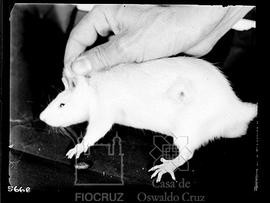Lesão em pequeno roedor de laboratório