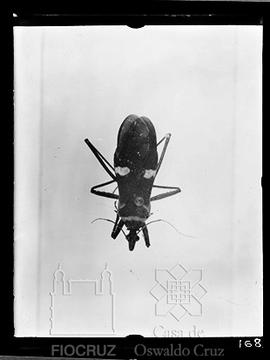 Estudos em insetos (Hemípteros)