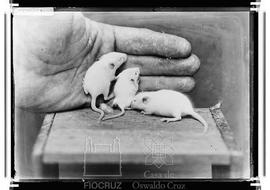 Pequeno roedor de laboratório com Doença de Chagas