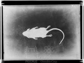 Pequeno roedor de laboratório morto por toxicoses