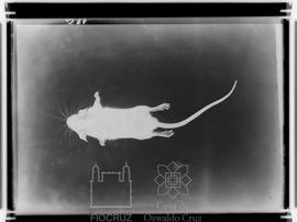 Pequeno roedor de laboratório morto por toxicoses