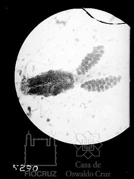 Fotomicrografia do ciclo evolutivo de um crustáceo