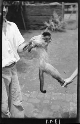 Macaco capturado