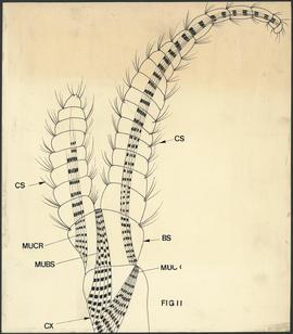 Anatomia de cracas - Fig II