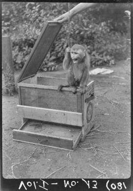 Gaiola improvisada para transporte de macacos suspeitos de febre amarela