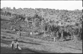 Cultivo de Pissara em terrenos que anteriormente possuíam floresta litorânea