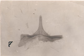 Processo mediano do pigóforo, T. pseudomaculata