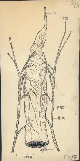 Esôfago e pró-mesênteron de P. megistus