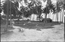 Aspectos gerais da paisagem, coqueiros na praia próximo a Olivença