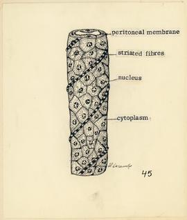 Desenho esquemático dos túbulos de Malpighi mostrando as fibras estriadas ao redor dos túbulos