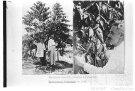Instituto Oswaldo Cruz, Rio de Janeiro. Hydnocarpus Wightiana em 1936