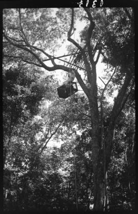Auxiliares do Serviço de Febre Amarela colocando alçapões nas árvores