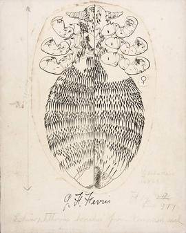 Echinophthirus horridus (Olfers, 1816)
