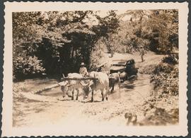 Automóvel, atravessando riacho, puxado por carro de boi, em Camapuã