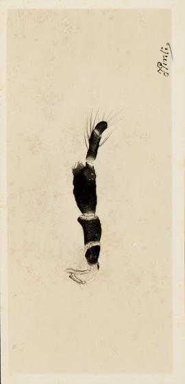 Forcipomyia obesa Lima, 1928