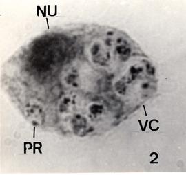 Detalhes do ciclo evolutivo do Trypanosoma cruzi na hemolinfa