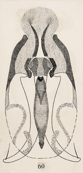 Gyropus limai Werneck, 1948