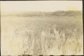 Pantanal na cheia