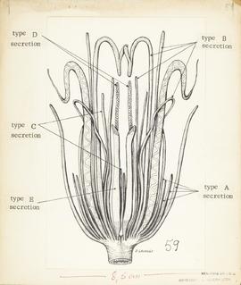 Desenho semi-esquemático das diferentes glândulas acessórias com dutos genitais