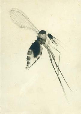 Mosquito da espécie Lutzomyia Longipalps, transmissor da Leishmaniose visceral;