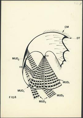 Anatomia de cracas - Fig 8
