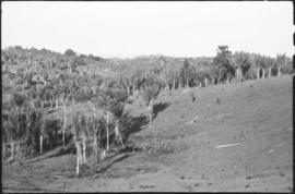 Cultivo de Pissara em terrenos que anteriormente possuíam floresta litorânea