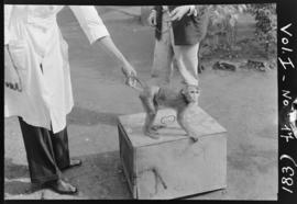 Gaiola improvisada para transporte de macacos suspeitos de febre amarela